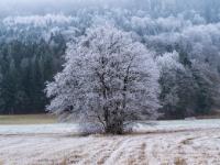 Baumgruppe mit Raureif im Buchafilz beim Bärnsee nahe Aschau